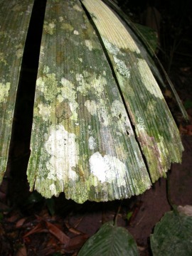 Blatt eines Baumes im Dschungel des Taman Negara Der Taman Negara ist der älteste Primärurwald der Welt. Er ist als Nationalpark in Malaysia geschützt. Sein Inneres kann nur über Flüsse mit dem Boot erreicht werden. Es gibt einige wenige Übernachtungsmöglichkeiten. Seine Besonderheit erschließt sich vor allem beim Wandern. Wie dieses von Pilzenverfärbte Blatt.