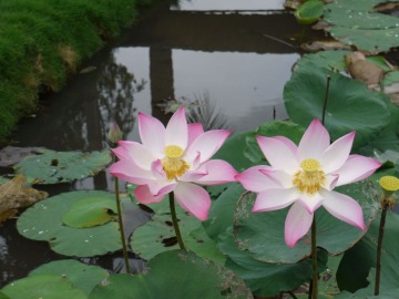 Lotosblüten in einem Teich in Vietnam Die Zartheit und Eleganz der weit geöffneten Blüten, die Stille und Harmonie der Gärten geben den Lotospflanzen eine besondere Ausstrahlung.