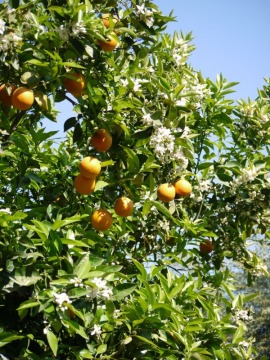 An diesem von der Sonne beschienen Orangenbaum kann man etwas Besonderes entdecken, dass typisch für diese Pflanzen ist: er hat gleichzeitig Blüten und früchte. Die Blühten verströhmen eine betörenden Duft. 